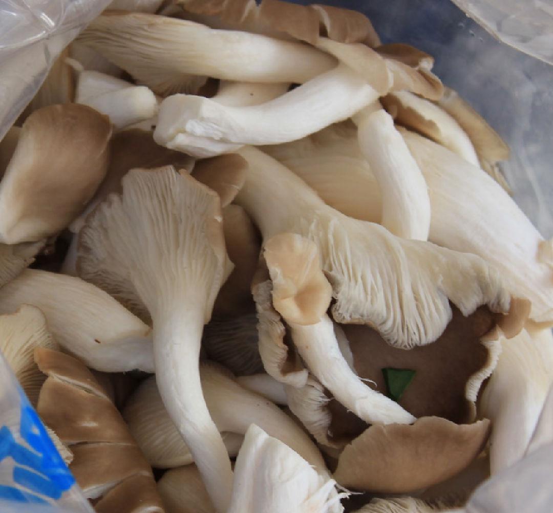 秀珍菇